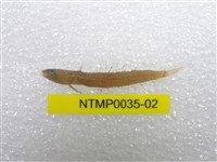 藏品(小骨鰧)的圖片